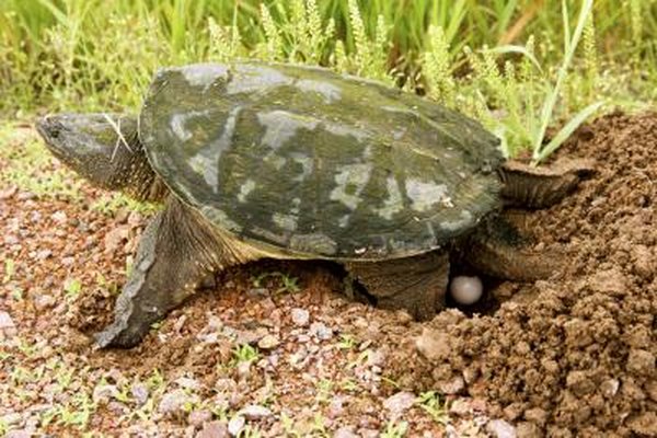 A turtle laying eggs.