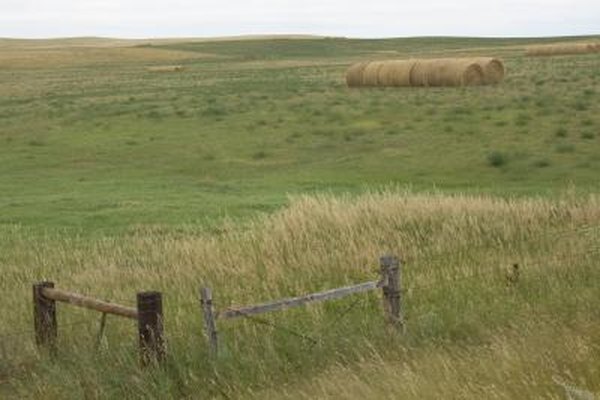 Photo Credit: jerryhopman/iStock/Getty Images America's prairies are temperate grasslands.