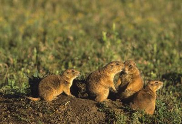 Photo Credit: Tom Tietz/iStock/Getty Images Prairie dogs can be found on the temperate grasslands of America.