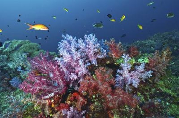 the fish populations of coral reefs can be adversely effected by tsunamis