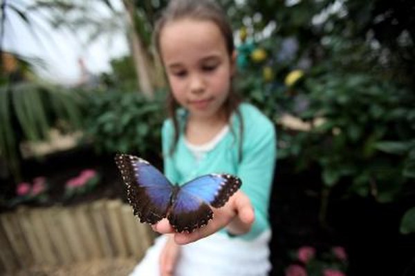 Blue Morpho sits on young girl's hand