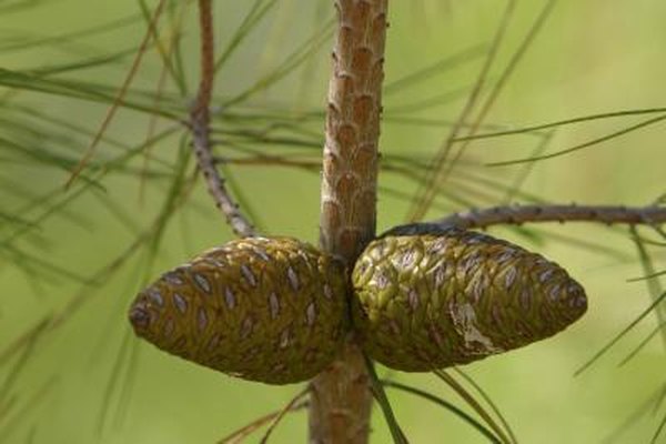 two pine cones growing on pine tree