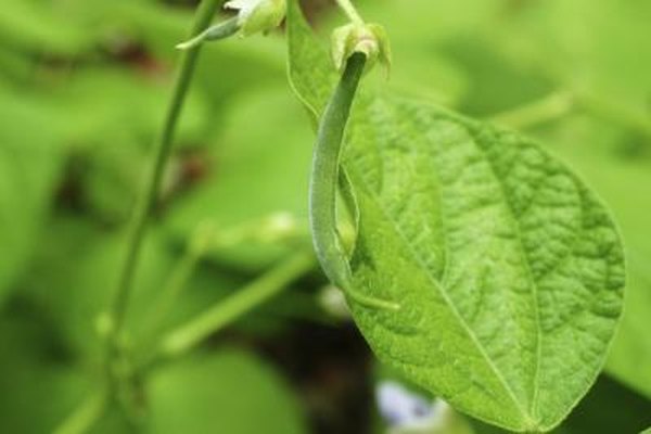 Photo Credit: Paula Schammert/iStock/Getty Images Bacteria extract nitrogen for plants like legumes, alfalfa and clover.