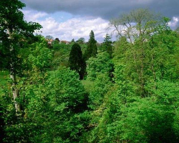 temperate woodland and shrubland biome