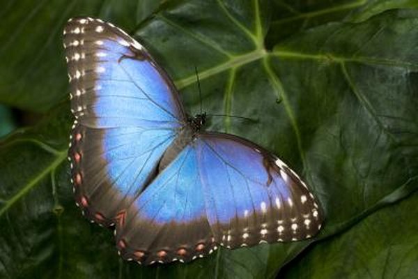 Microscopic scales make the Morpho's wings look metallic and blue.