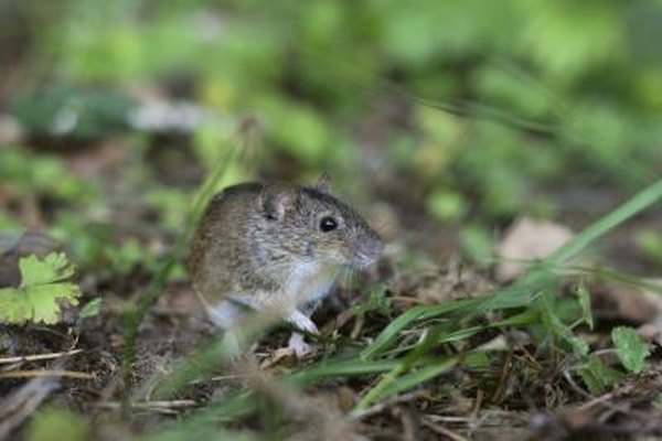 Photo Credit: Maslof13/iStock/Getty Images The prey of Screech owls includes rodents.