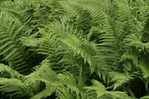 Photo Credit: Hemera Technologies/AbleStock.com/Getty Images Mosses and ferns reproduce by spores.