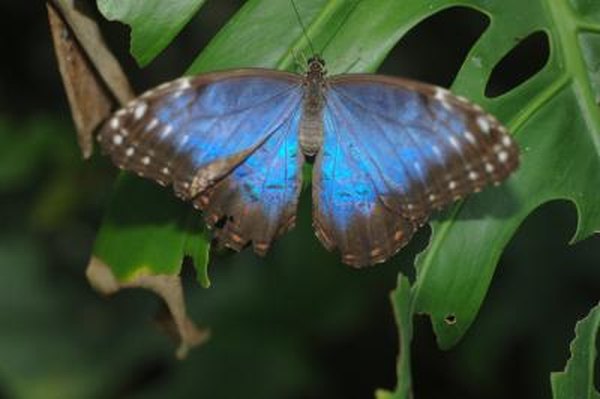 Blue Morpho on plant at night