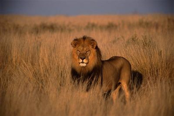 Photo Credit: Photodisc/Photodisc/Getty Images Africa's grasslands are called savannas.