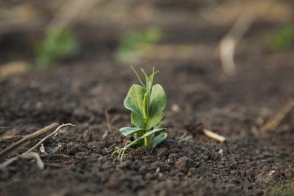 Pea plant sprout.