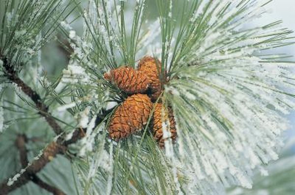 Photo Credit: Digital Vision./Photodisc/Getty Images Pinecones arethe seeds from pine trees.