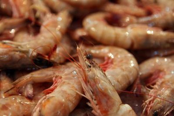 Purchase juvenile shrimp from a hatchery