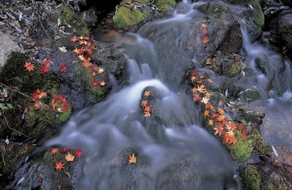 The forest relies on water for survival.