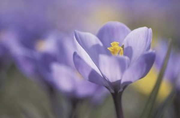 Photo Credit: Hemera Technologies/AbleStock.com/Getty Images A flowering plant is also called an angiosperm.