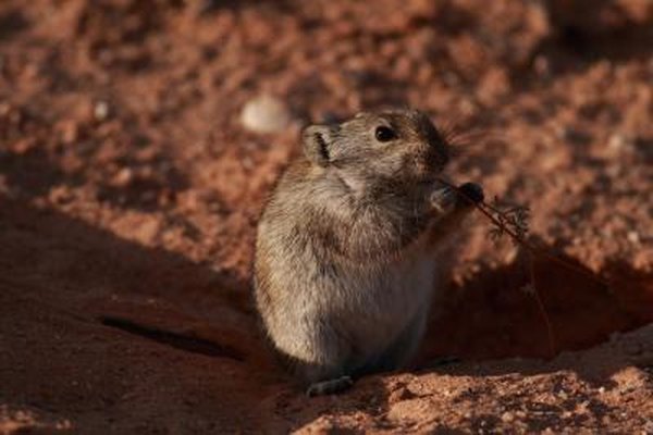 desert ecosystems for kids