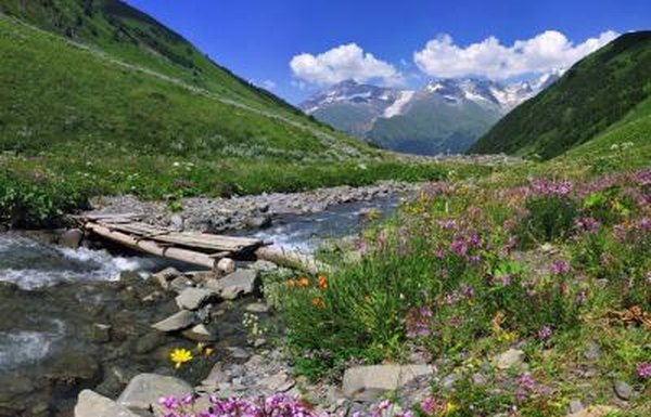 temperate woodland and shrubland biome