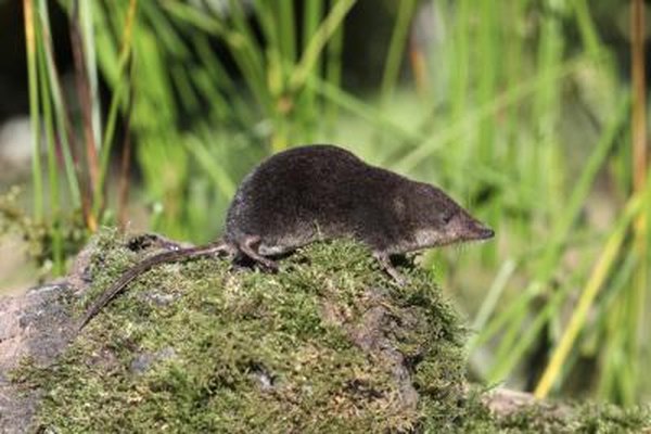 A shrew sits on a mossy clump of dirt.
