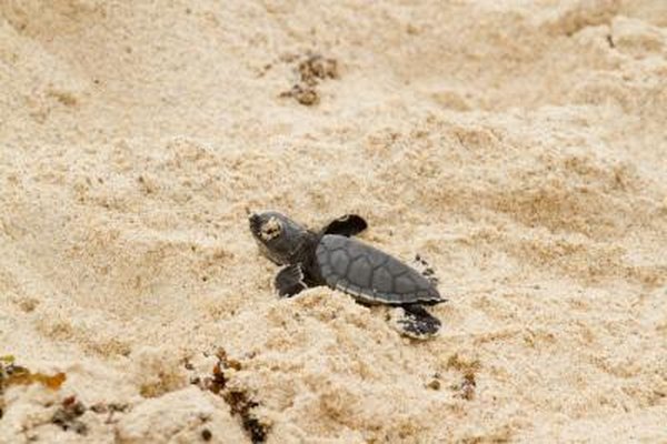 A turtle hatchling.