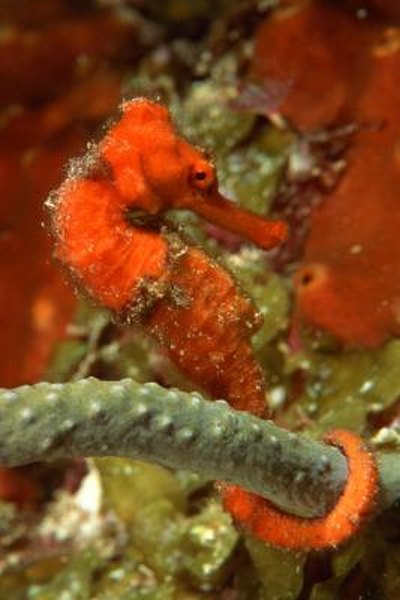The seahorse uses its tail to anchor itself and wait for food.