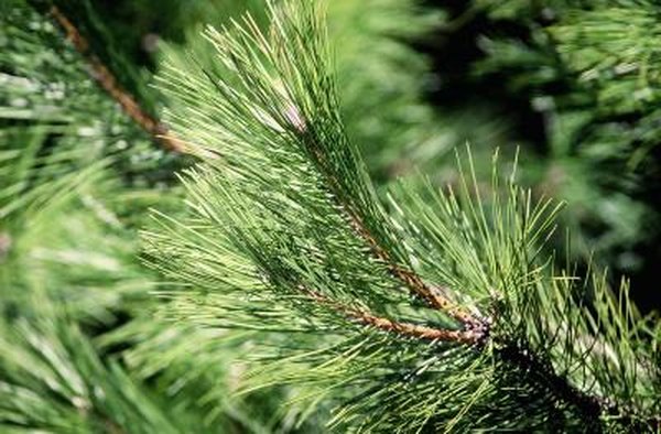 Photo Credit: Goodshoot/Goodshoot/Getty Images The pine tree is a common type of gymnosperm.