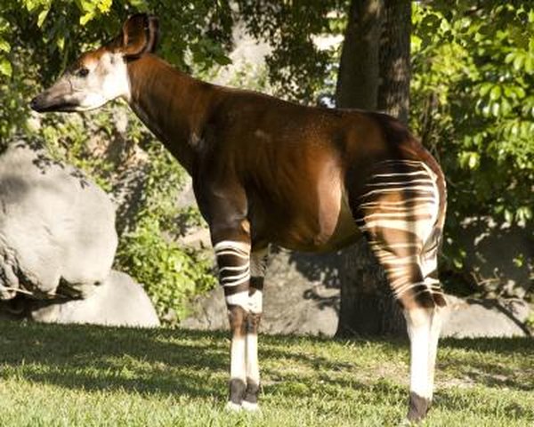 An adult okapi.