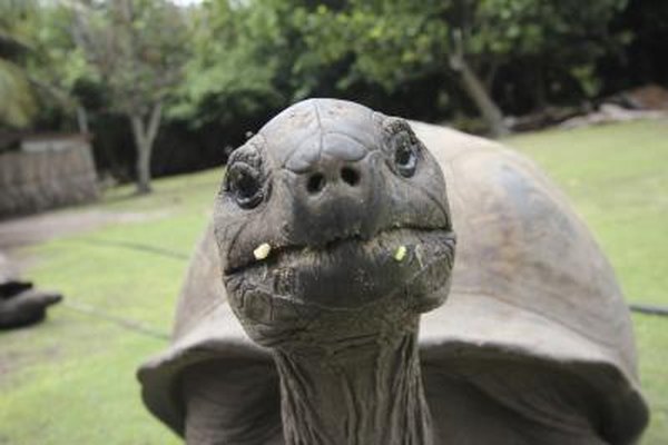 Tortoises live on dry land.