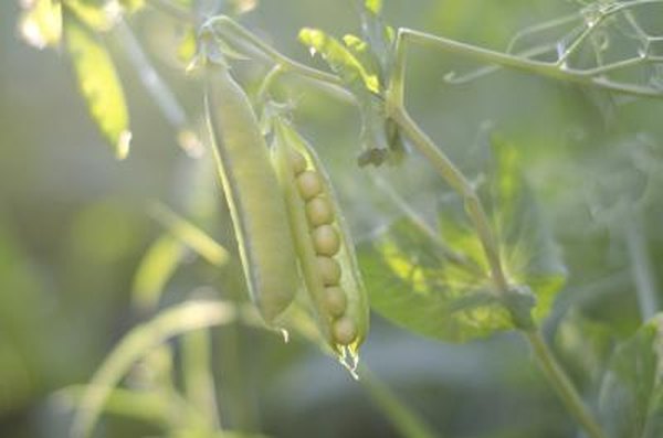 A pea plant getting sun.