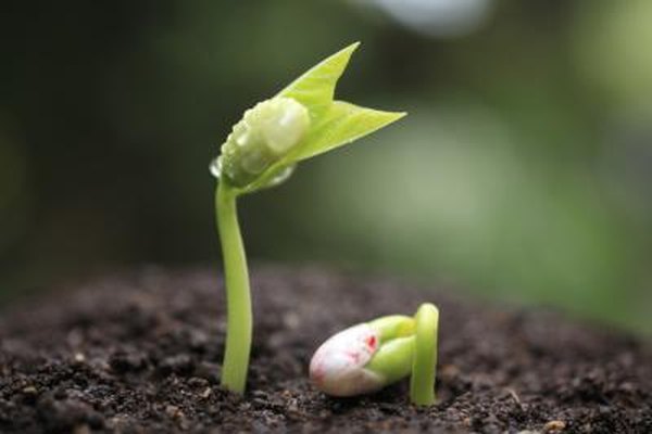 Photo Credit: plusphoto/iStock/Getty Images Bacteria in soil act as decomposers.