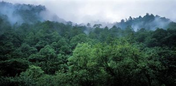 High angle view of a lush forest.