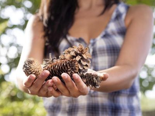 Woman with collected pinecones