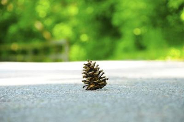 pine cone in middle of road