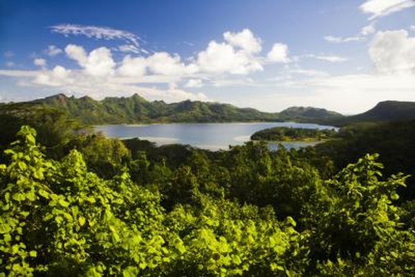 Flowers and shrubberies of these regions help them cope with climate and temperature fluctuations.