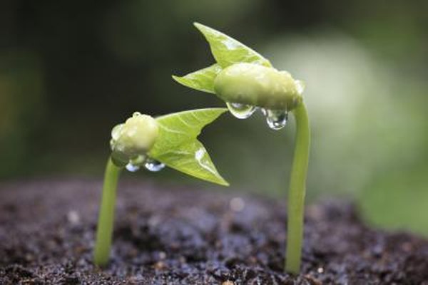 High doses of radiation can damage seeds.