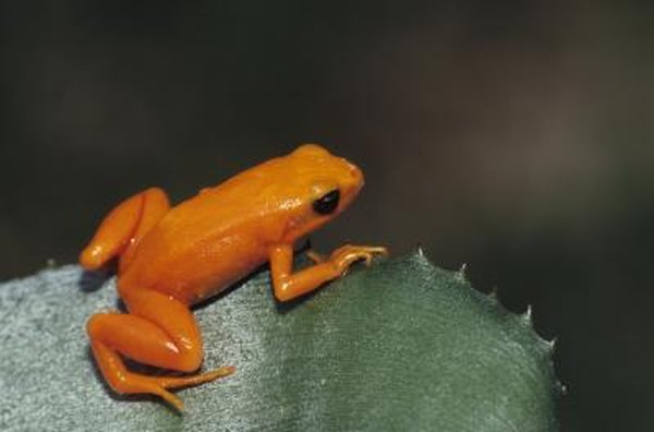 Golden frog in rainforest.