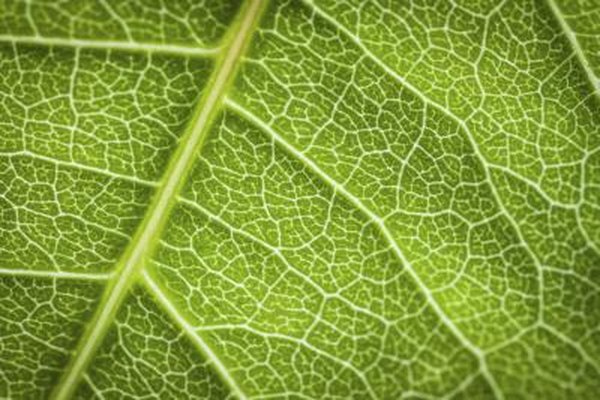 Detail of plant leaf