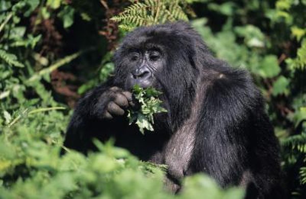 A mountain gorilla eats leaves.