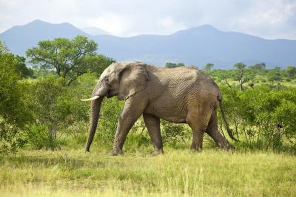 Photo Credit: brodtcast/iStock/Getty Images A biome is a community of plants and animals.