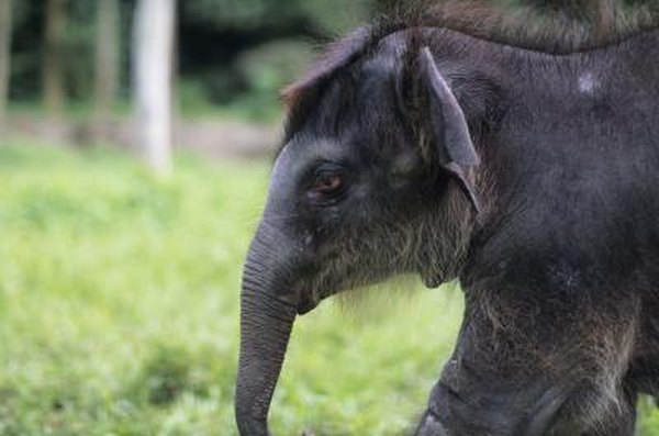 An infant asian elephant.