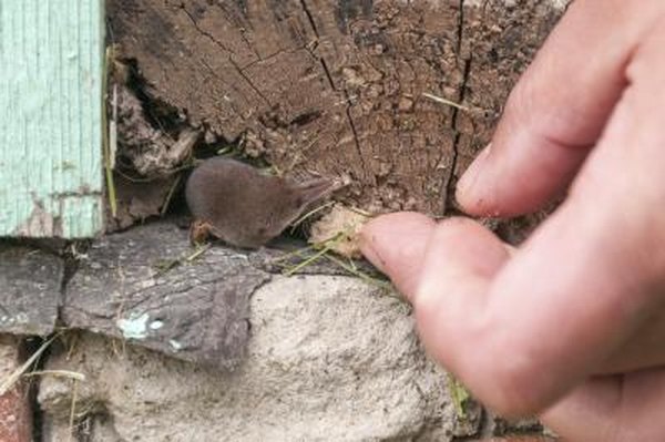 A close-up of a human hand next to a tiny shrew.