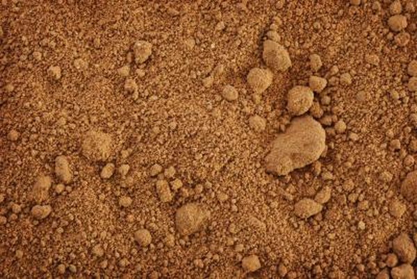 Photo Credit: Sinelyov/iStock/Getty Images Aerobic bacteria make up the majority of the species found in most soils.