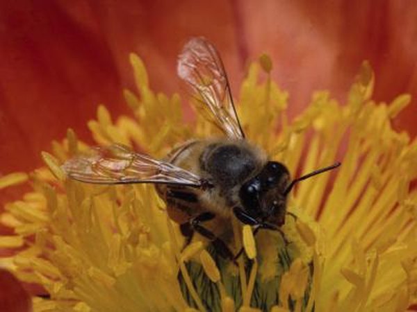 Photo Credit: Ablestock.com/AbleStock.com/Getty Images Pollination can occur from insects.