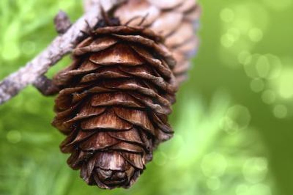 Pine cone and horizontal