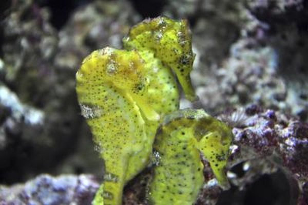 Seahorse couples mate for life.