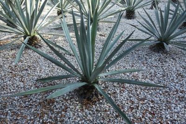 Certain plants are adapted for desert life.