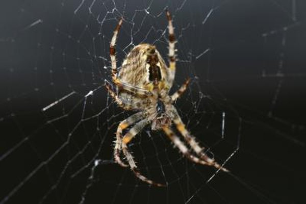 recluse spider predators