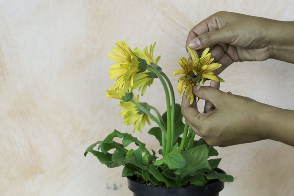 How to Care for Gerberas | Home Guides | SF Gate