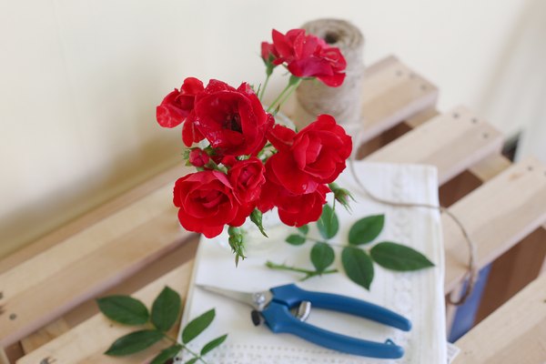 Cutting Roses For Vase - How To Cut Roses For A Short Vase