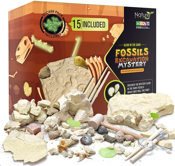 Learn about fossils with this kit