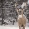 How to Attract Deer With a Salt Block