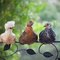 Bird Listening Devices